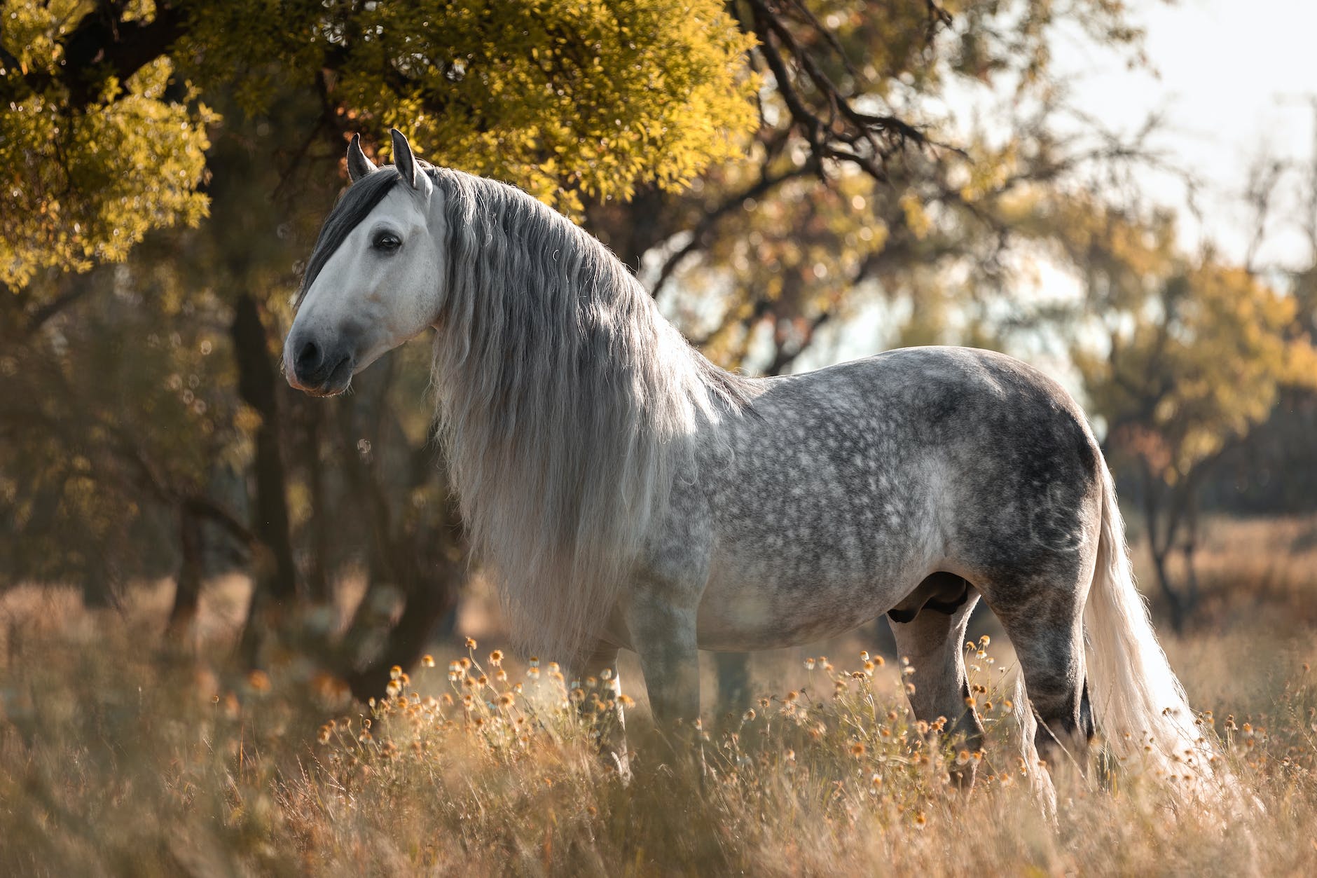 Dapple Gray Horse Facts with Pictures